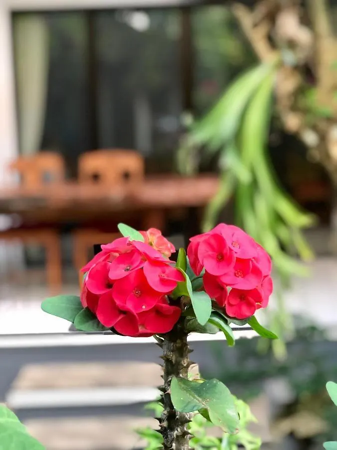 The Hidden Bali Inn Ubud  Bed & Breakfast